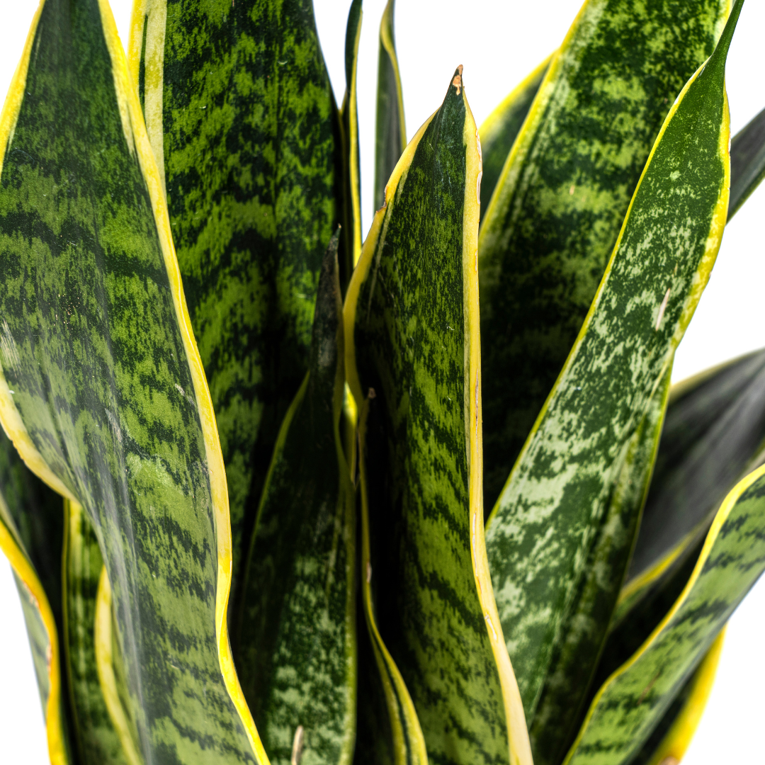 Sansevieria trifasciata - Bogenhanf, Schwiegermutterzunge