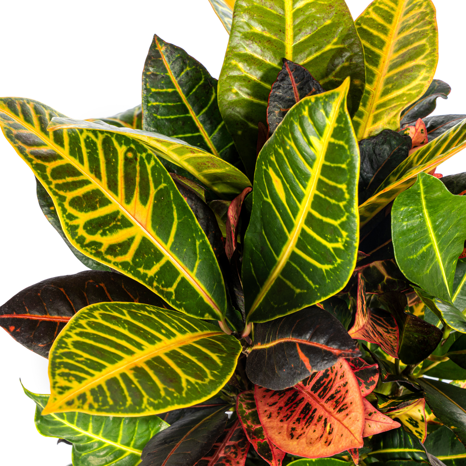 Croton Codiaeum variegatum - Wunderstrauch, Kroton