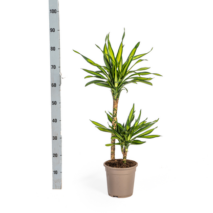 Dracaena deremensis - Drachenbaum