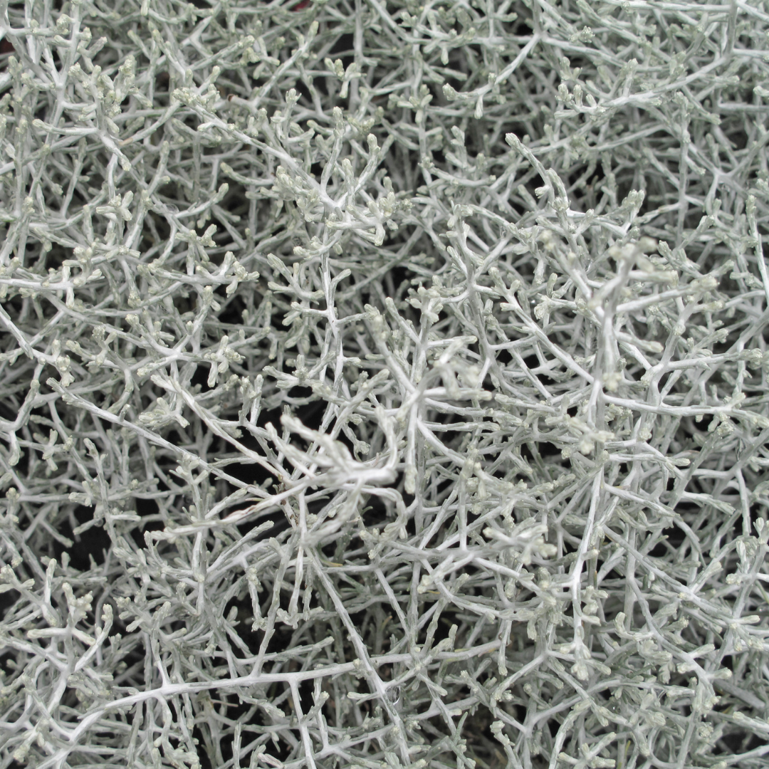 Calocephalus brownii - Silberkörbchen, Gitterkraut