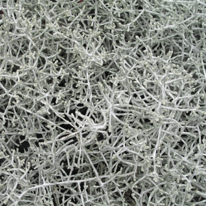 Calocephalus brownii - Silberkörbchen, Gitterkraut