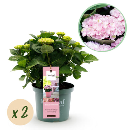 Hydrangea macrophylla - Bauernhortensie, Gartenhortensie