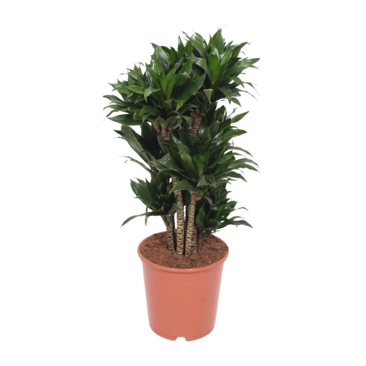 Dracaena Compacta - Kompakter Drachenbaum