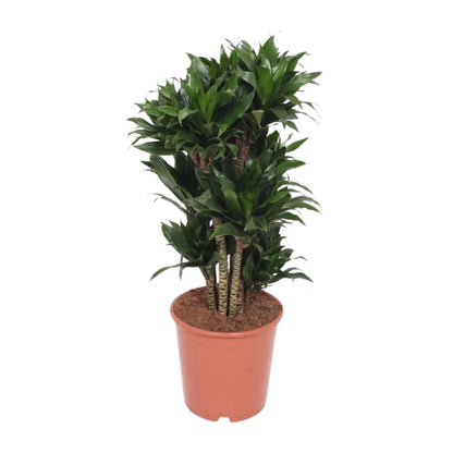Dracaena Compacta - Kompakter Drachenbaum
