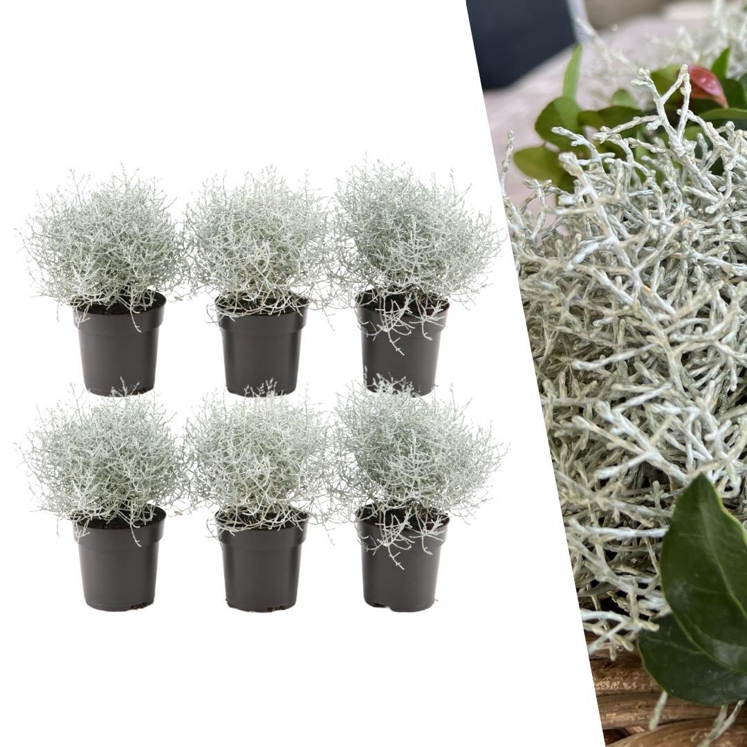 Calocephalus brownii - Silberkörbchen, Gitterkraut