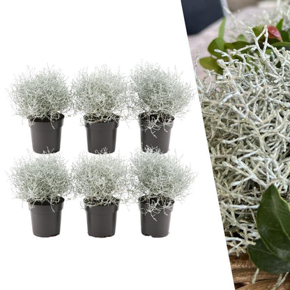 Calocephalus brownii - Silberkörbchen, Gitterkraut