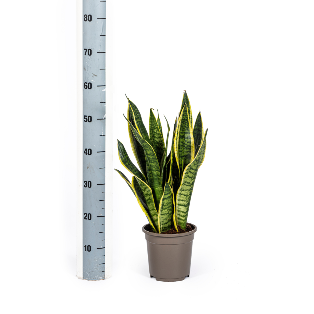 Sansevieria trifasciata - Bogenhanf, Schwiegermutterzunge