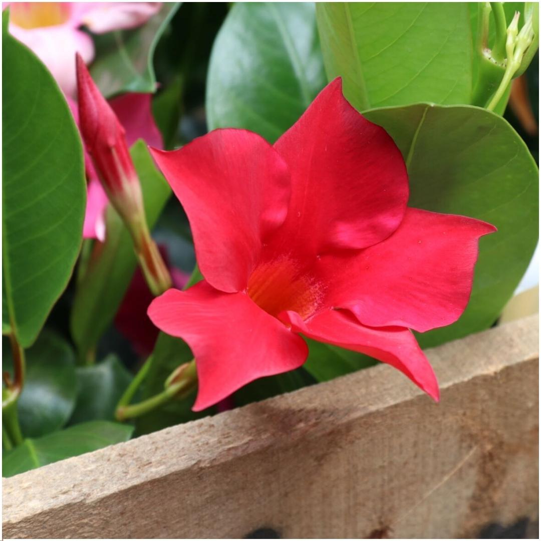 Dipladenia / Mandevilla Sanderi - Dipladenien