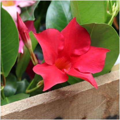 Dipladenia / Mandevilla Sanderi - Dipladenien