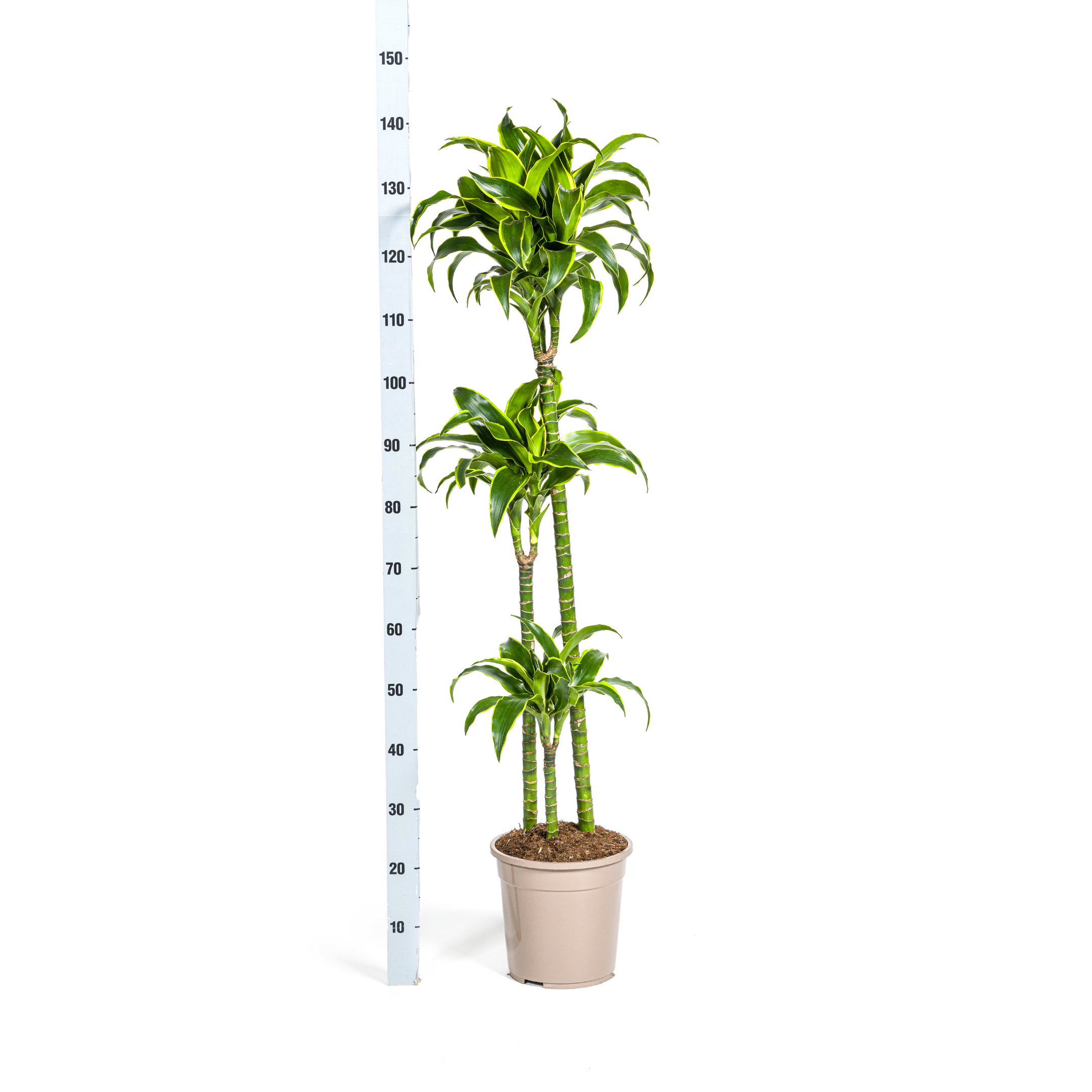 Dracaena deremensis - Drachenbaum