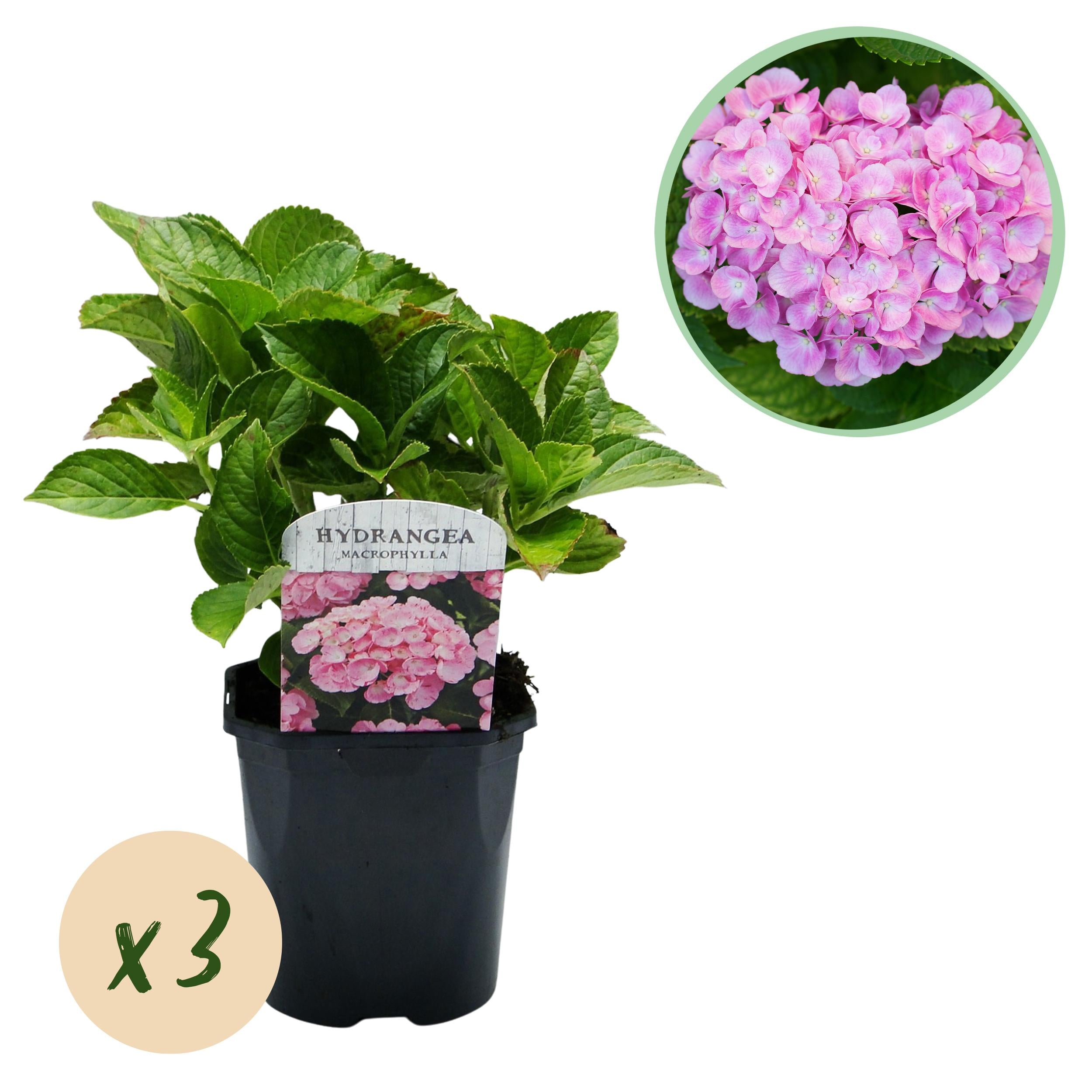 Hydrangea macrophylla - Bauernhortensie, Gartenhortensie