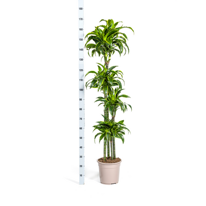 Dracaena deremensis - Drachenbaum