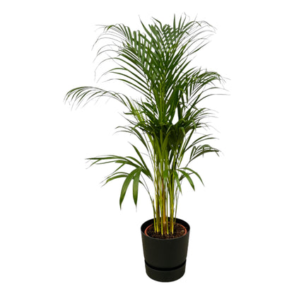 Dypsis lutescens - Areca-, Goldfruchtpalme mit Topf