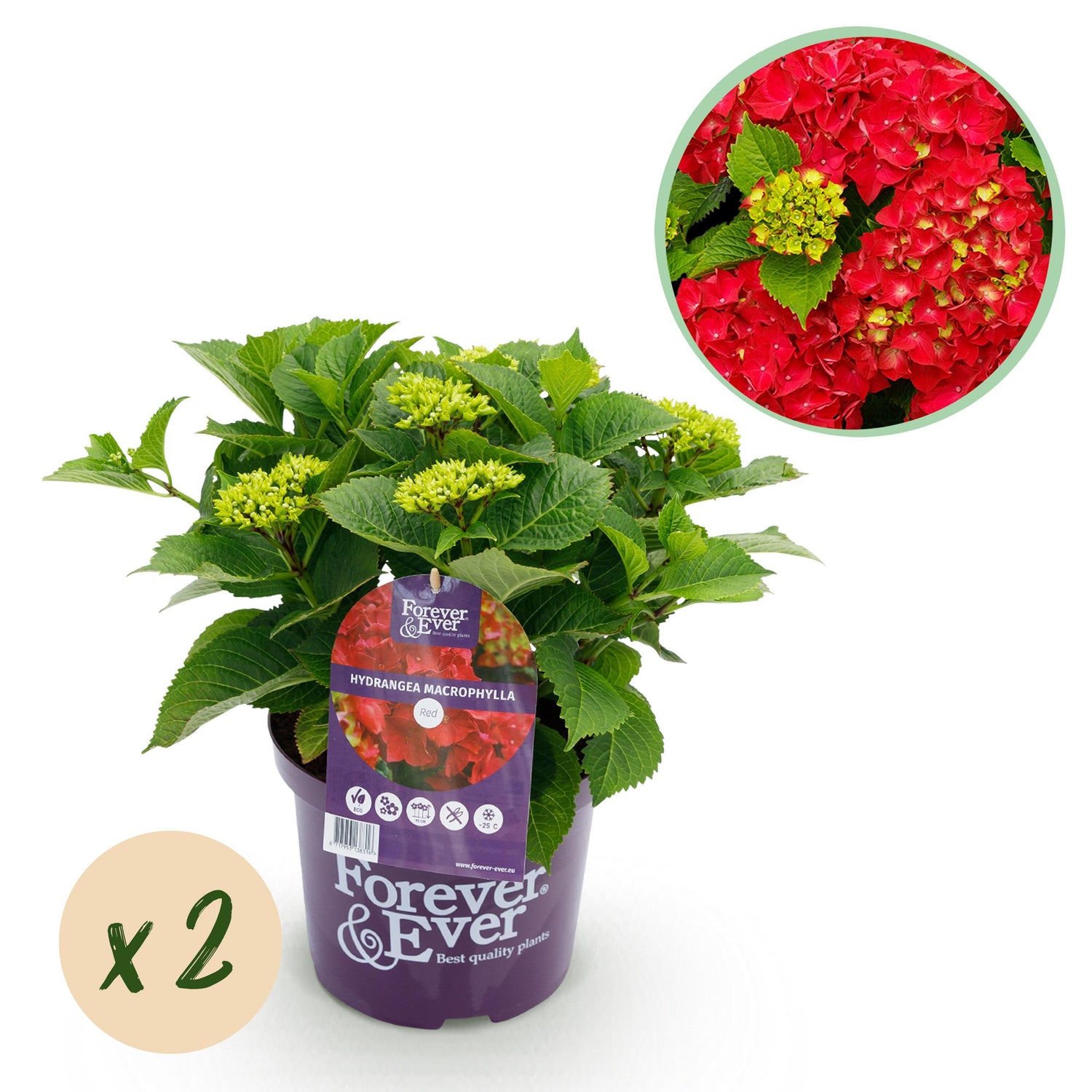 Hydrangea macrophylla - Bauernhortensie, Gartenhortensie