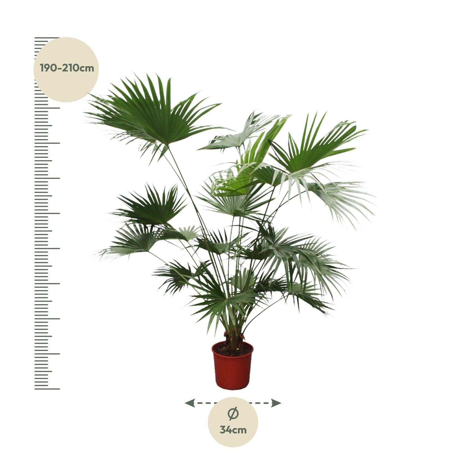 Livistona chinensis - Chinesische Fächerpalme