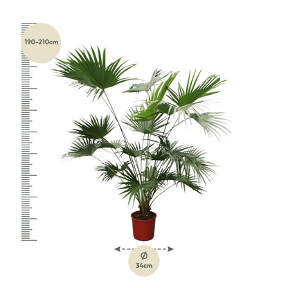 Livistona chinensis - Chinesische Fächerpalme