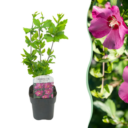 Hibiscus syriacus - Straucheibisch