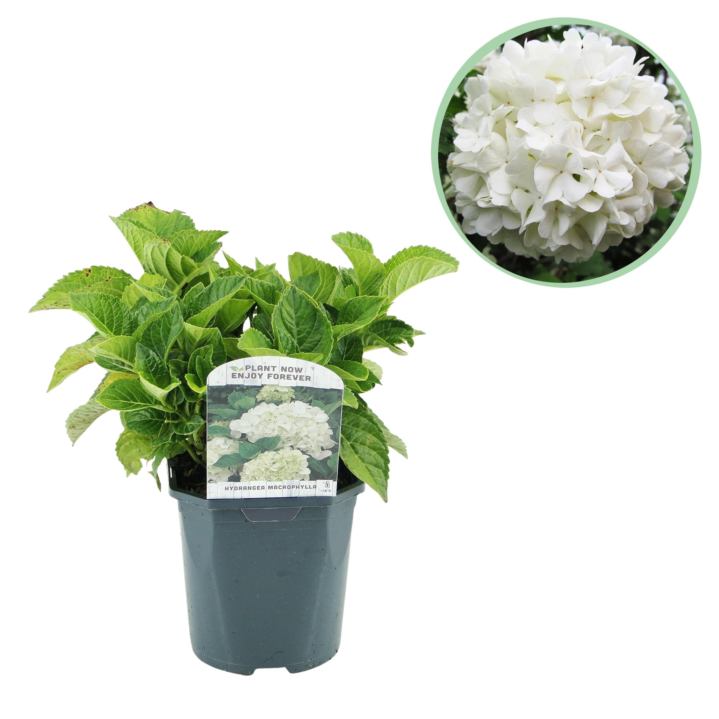 Hydrangea macrophylla - Bauernhortensie, Gartenhortensie