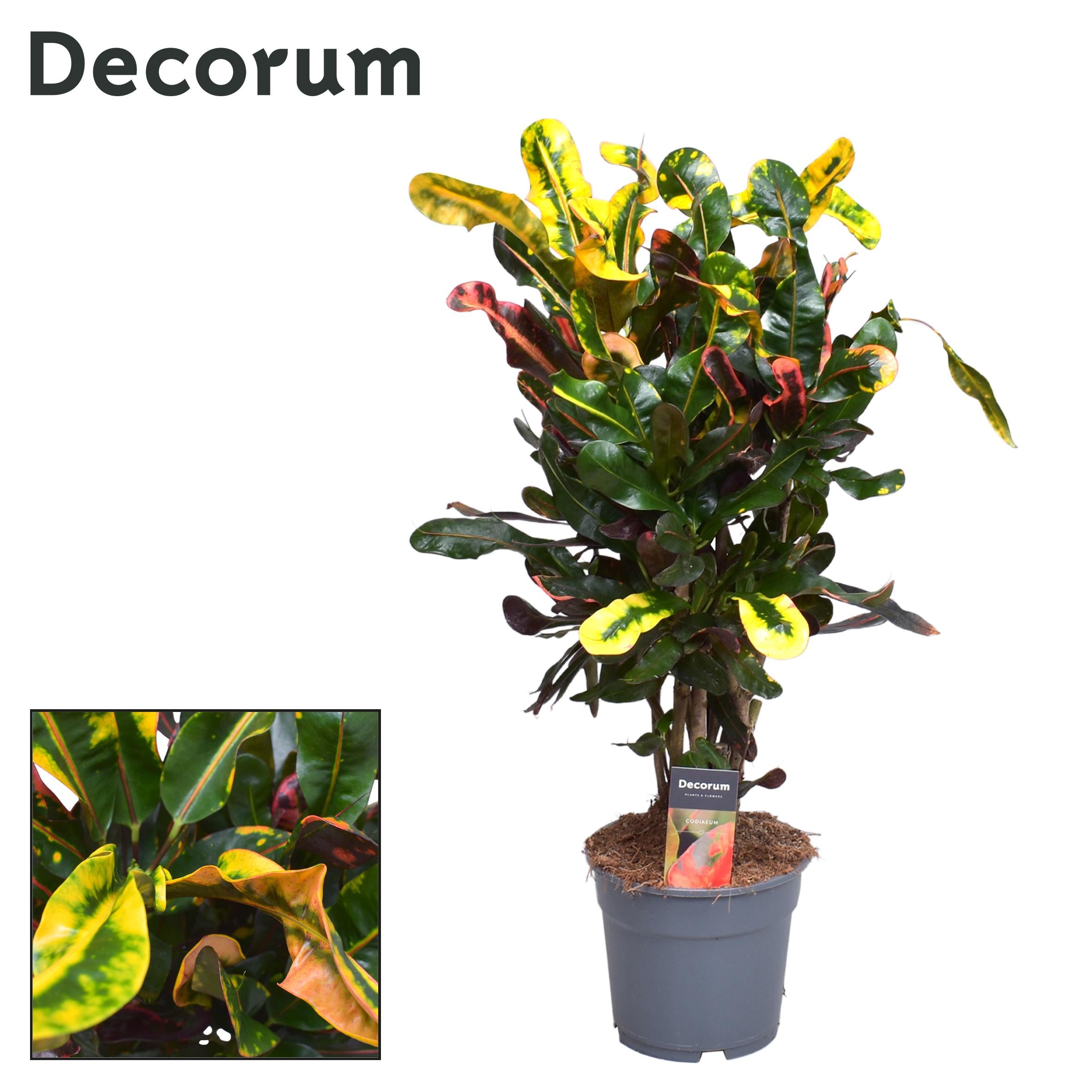 Croton Codiaeum variegatum - Wunderstrauch, Kroton