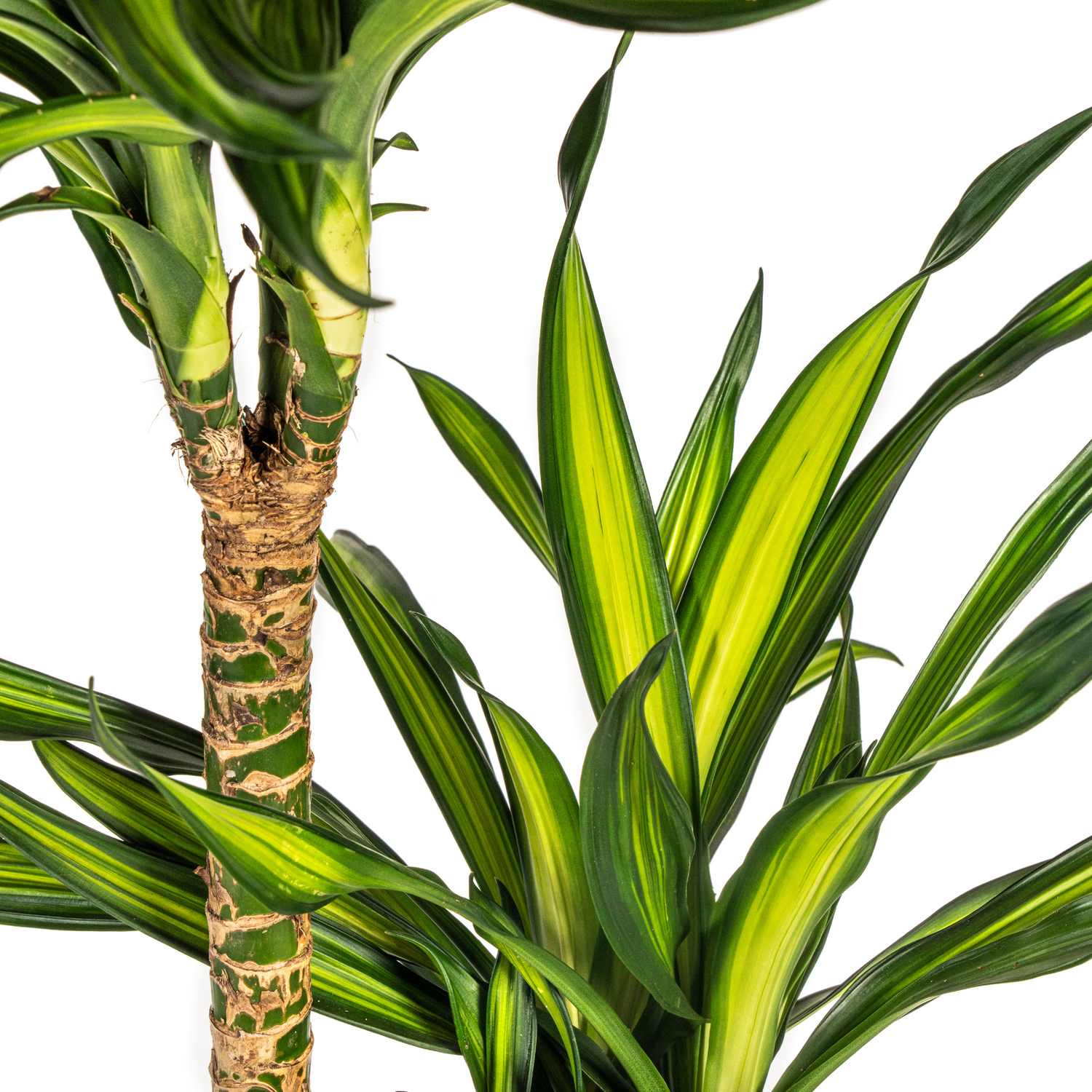 Dracaena deremensis - Drachenbaum