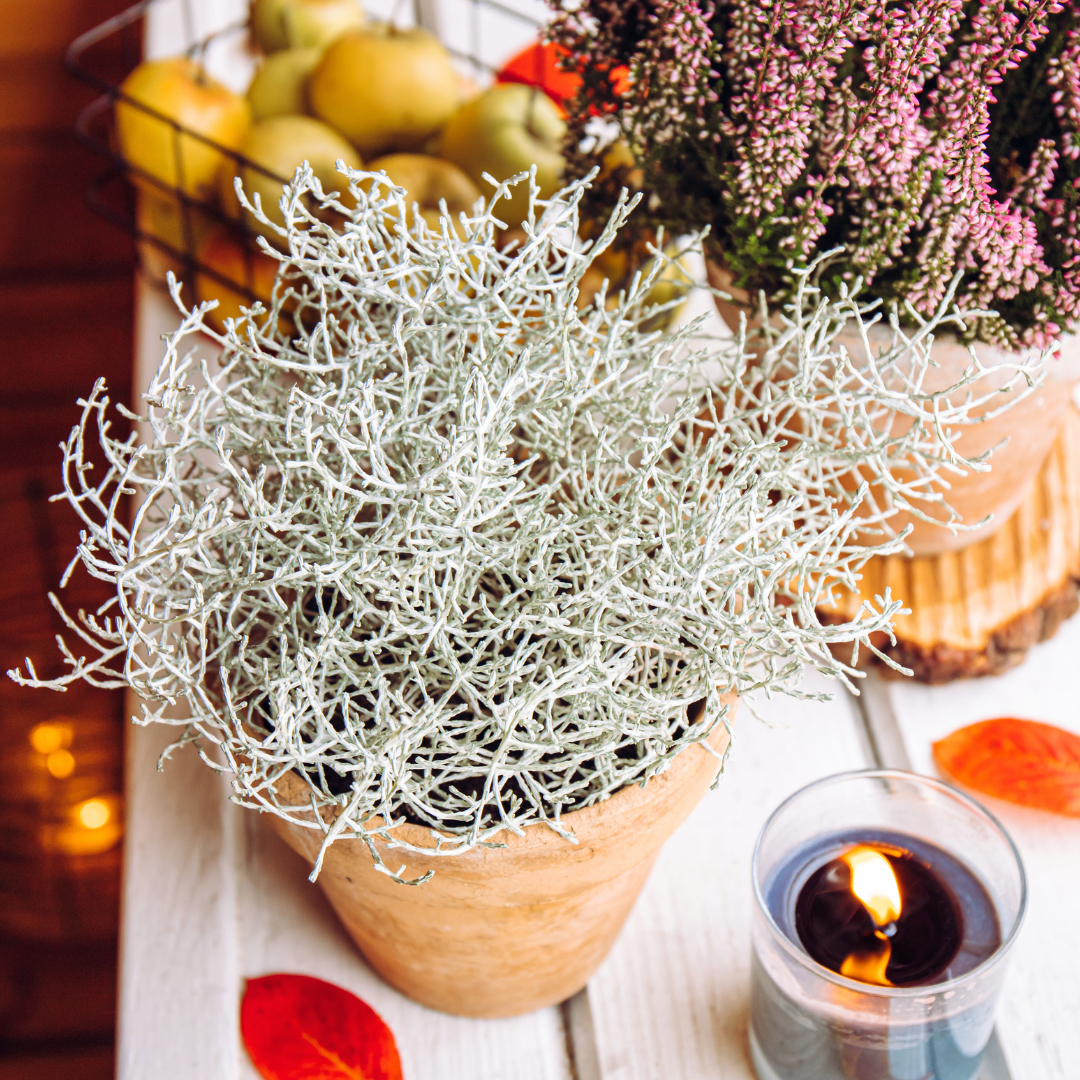 Calocephalus brownii - Silberkörbchen, Gitterkraut