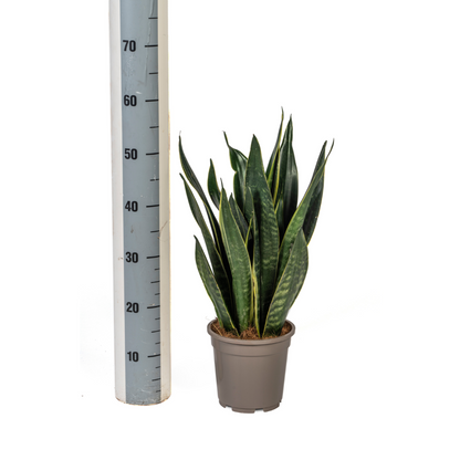 Sansevieria trifasciata - Bogenhanf, Schwiegermutterzunge