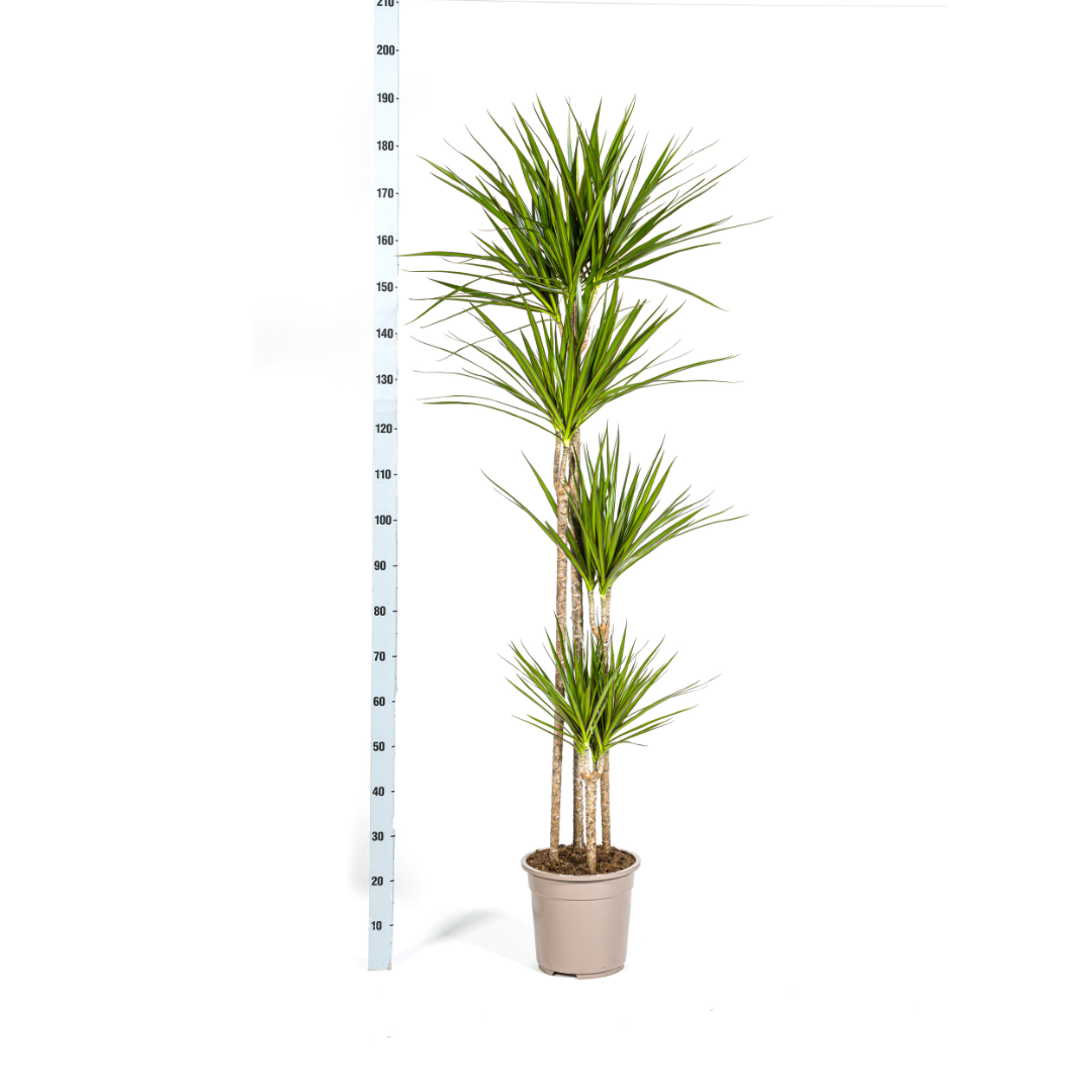 Dracaena marginata - Schmalblättriger, gerandeter Drachenbaum