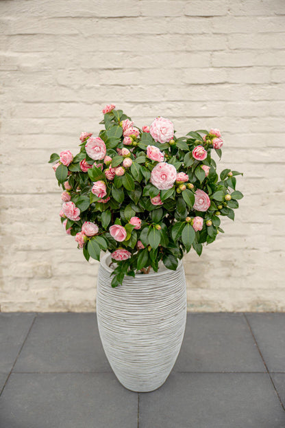 Camellia japonica - Japanische Kamelie