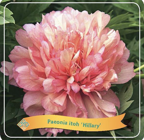 Paeonia Lactiflora - Edel-Pfingstrose, Chinesische Pfingstrose