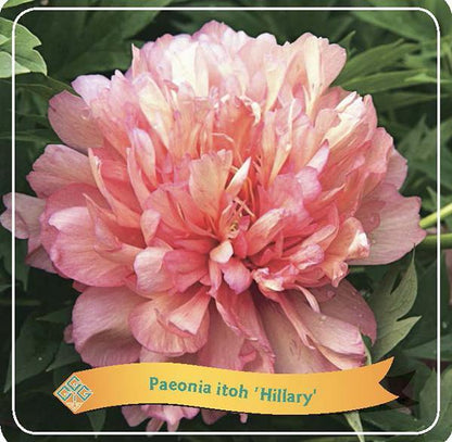 Paeonia Lactiflora - Edel-Pfingstrose, Chinesische Pfingstrose