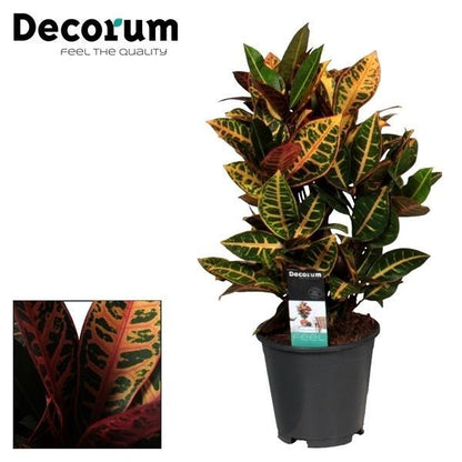 Croton Codiaeum variegatum - Wunderstrauch, Kroton