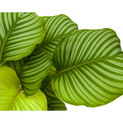 Calathea - Korbmarante