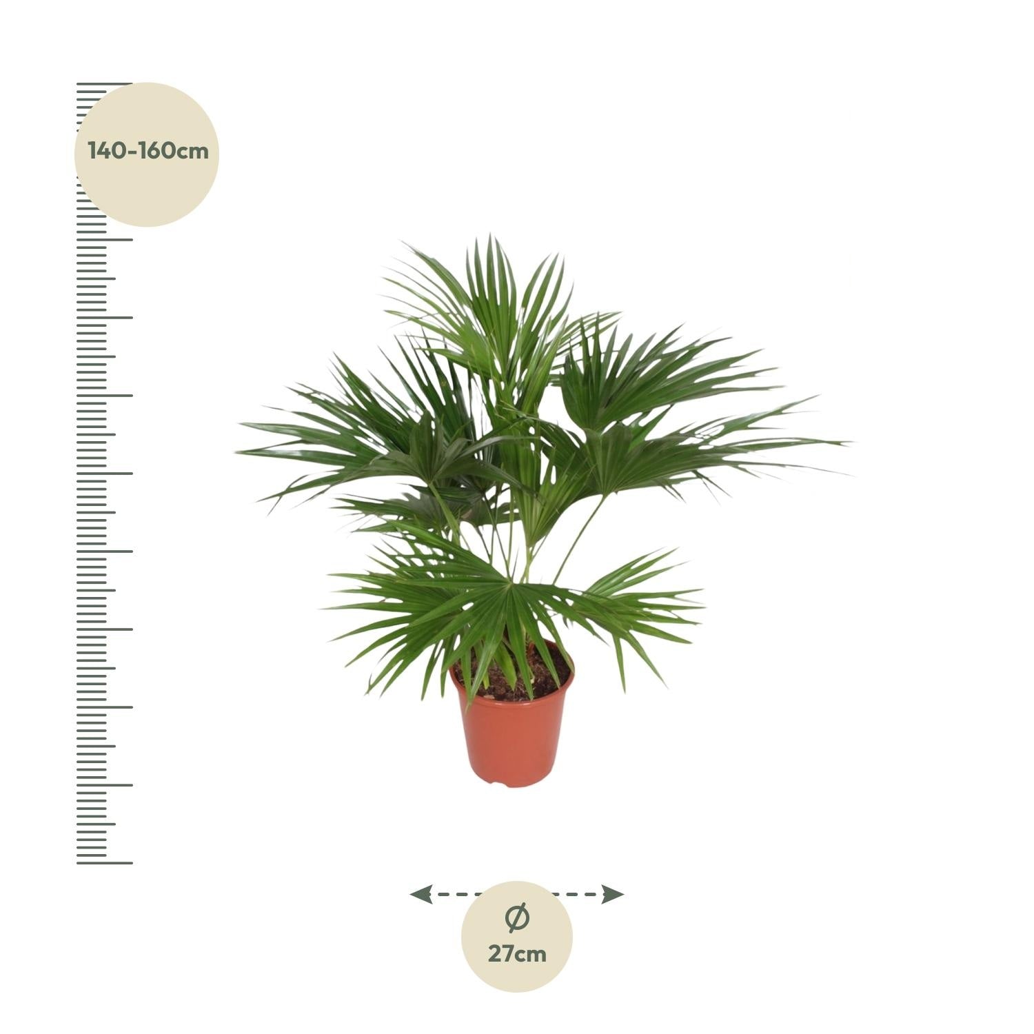Livistona chinensis - Chinesische Fächerpalme