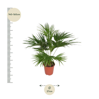 Livistona chinensis - Chinesische Fächerpalme