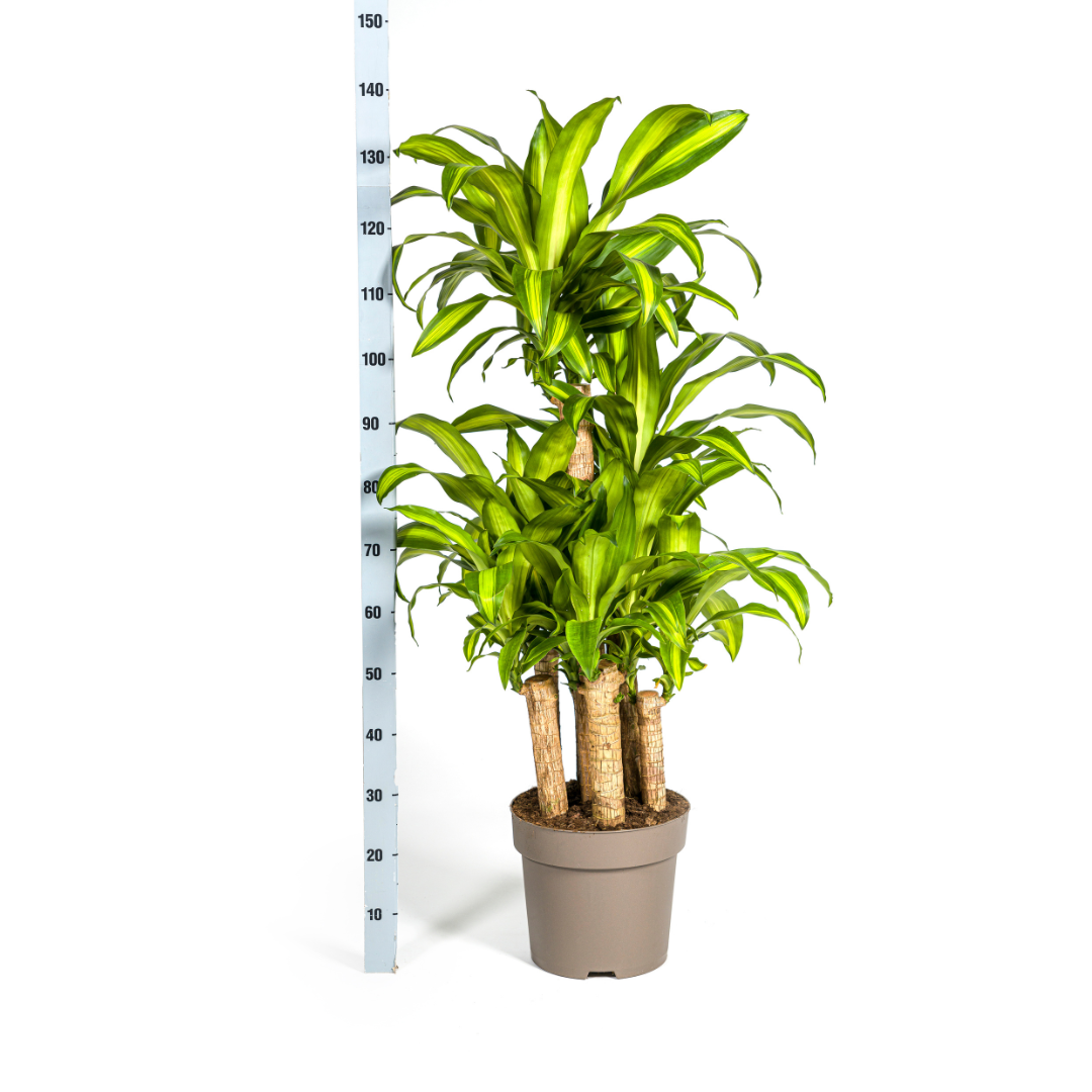 Dracaena fragrans - Duftender Drachenbaum