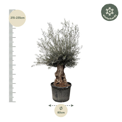 Olea europea - Olivenbaum, Ölbaum