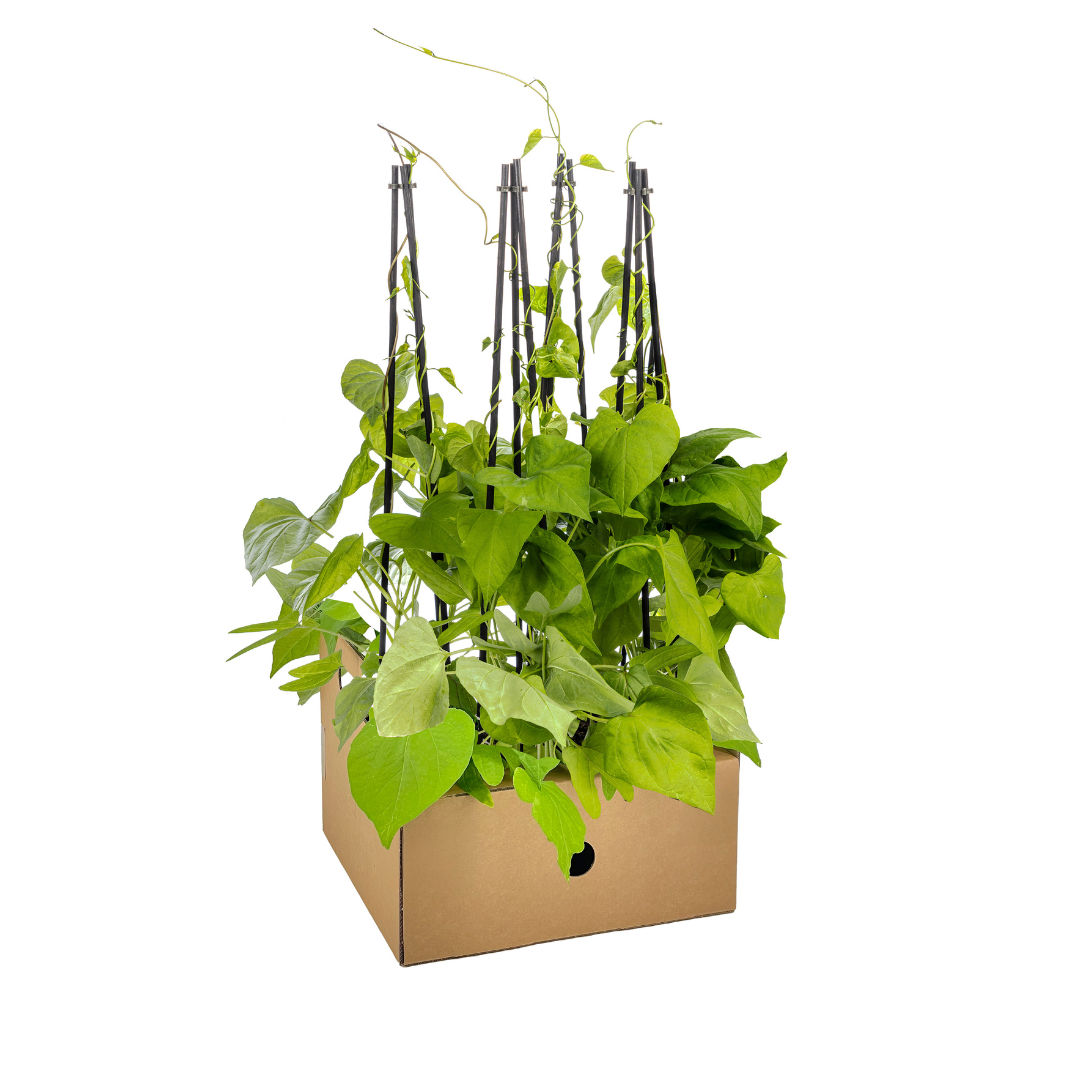Bild für Variante ↨50 – 70cm・⌀13cm