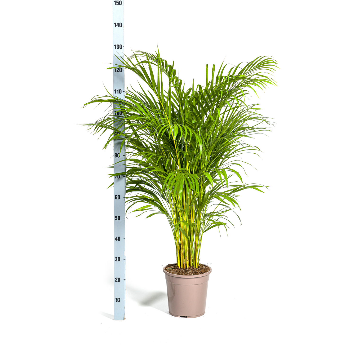 Dypsis lutescens - Areca-, Goldfruchtpalme