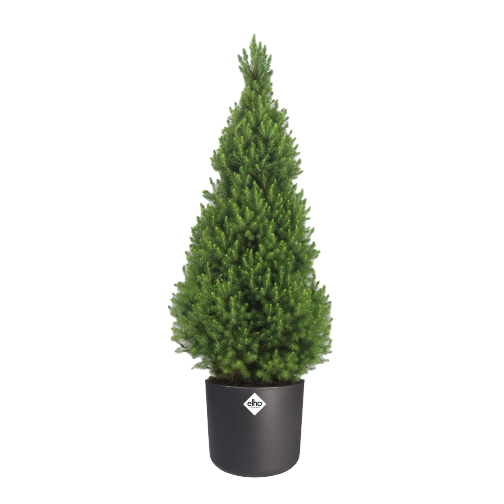 Picea glauca &