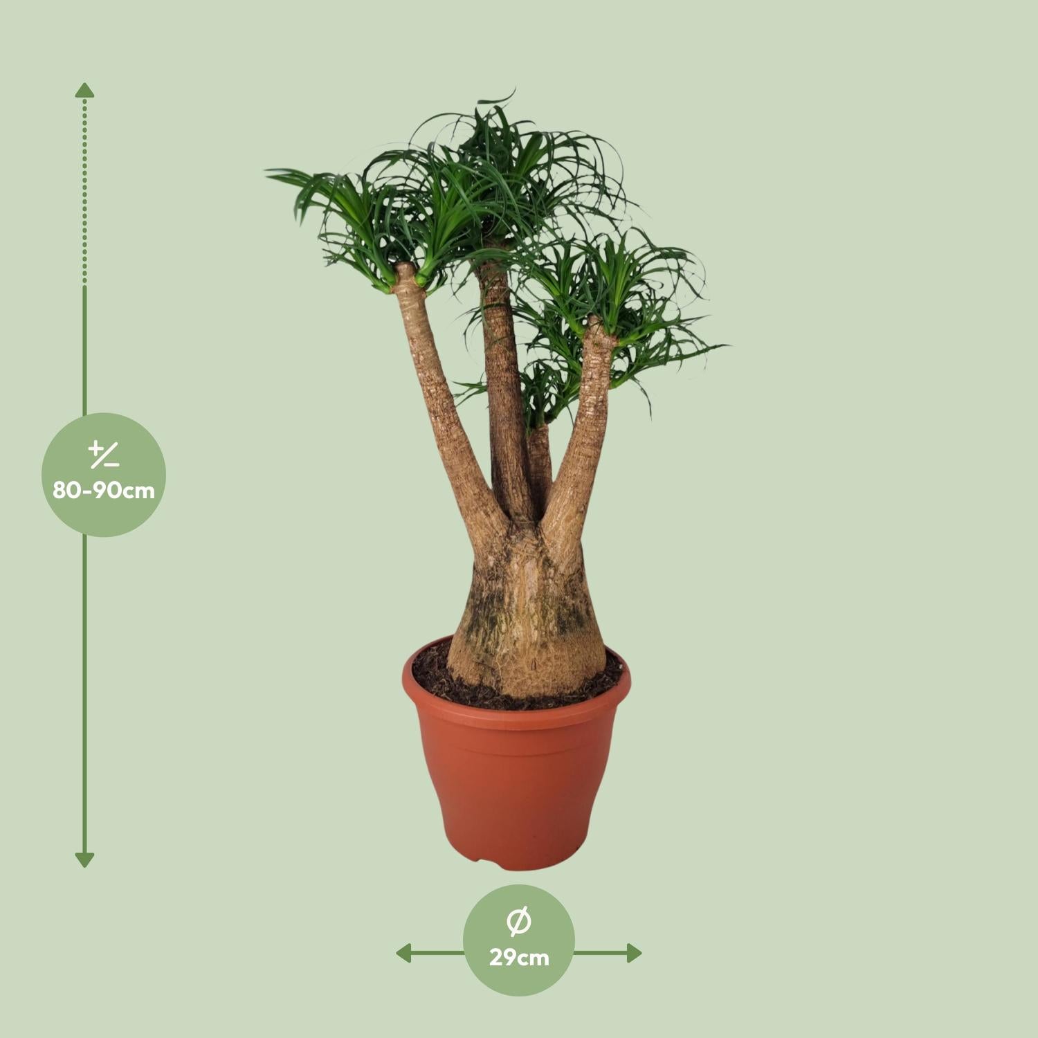 Beaucarnea Nolina recurvata