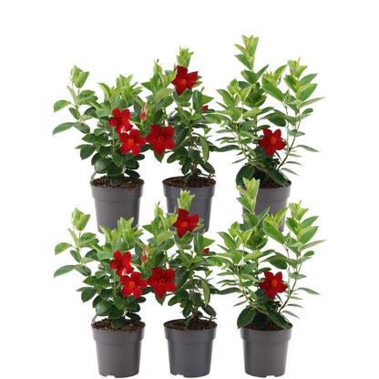 Dipladenia / Mandevilla Sanderi - Dipladenien