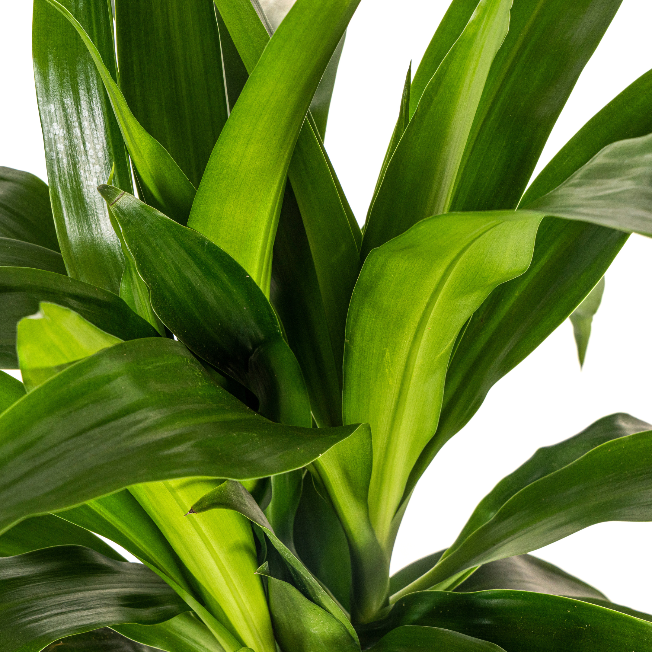 Dracaena deremensis - Drachenbaum