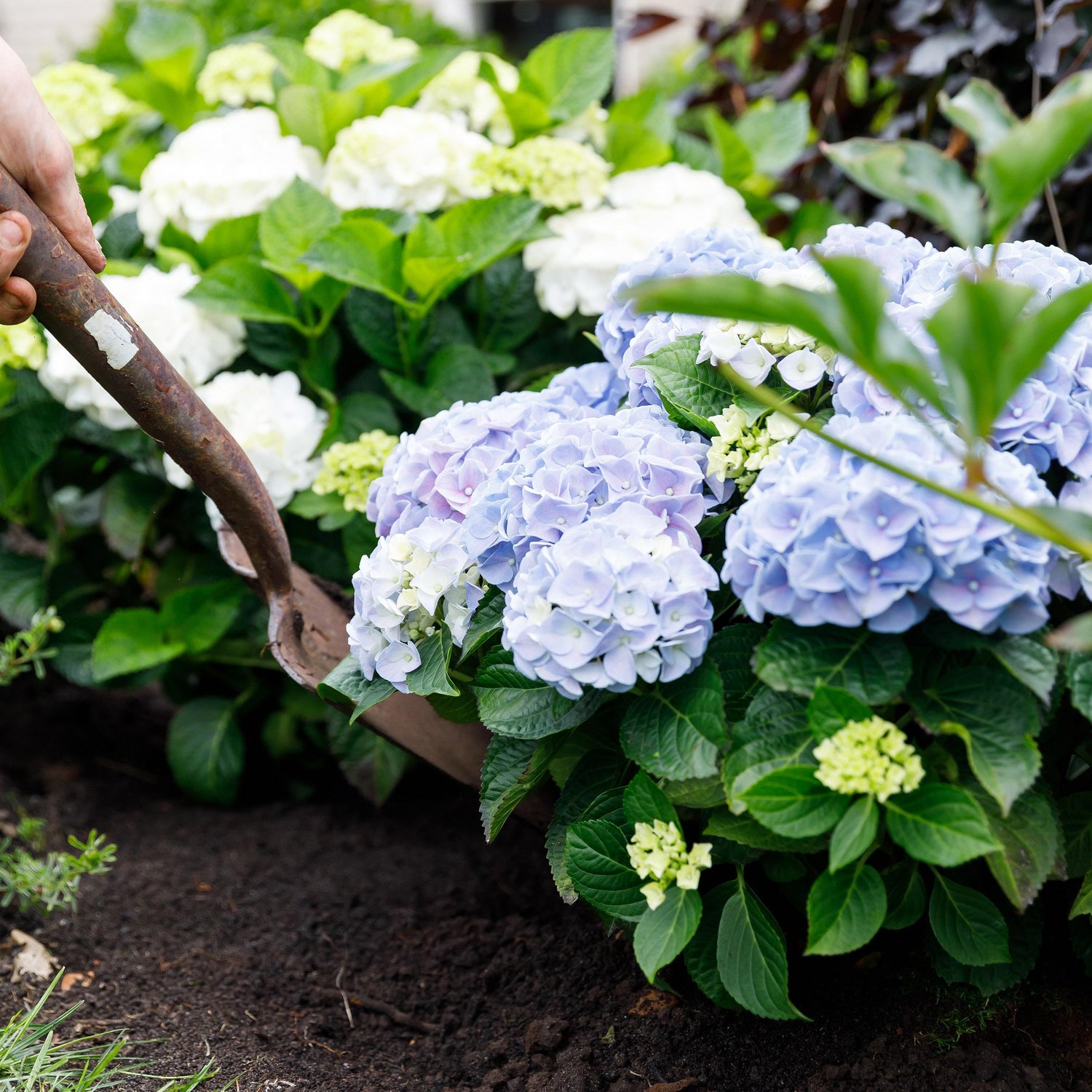 Hydrangea macrophylla - Bauernhortensie, Gartenhortensie