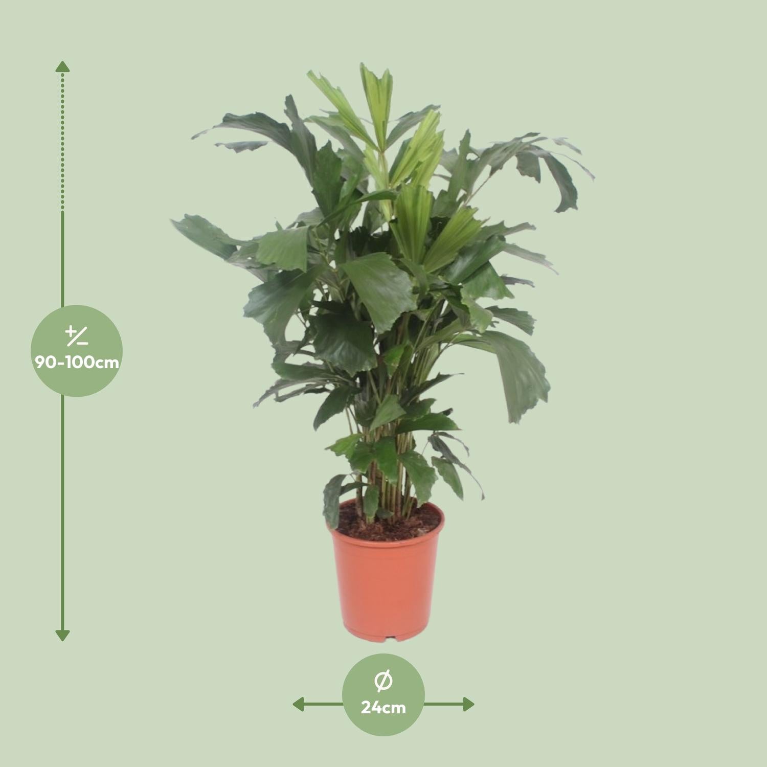 Caryota Mitis - Fischschwanzpalme
