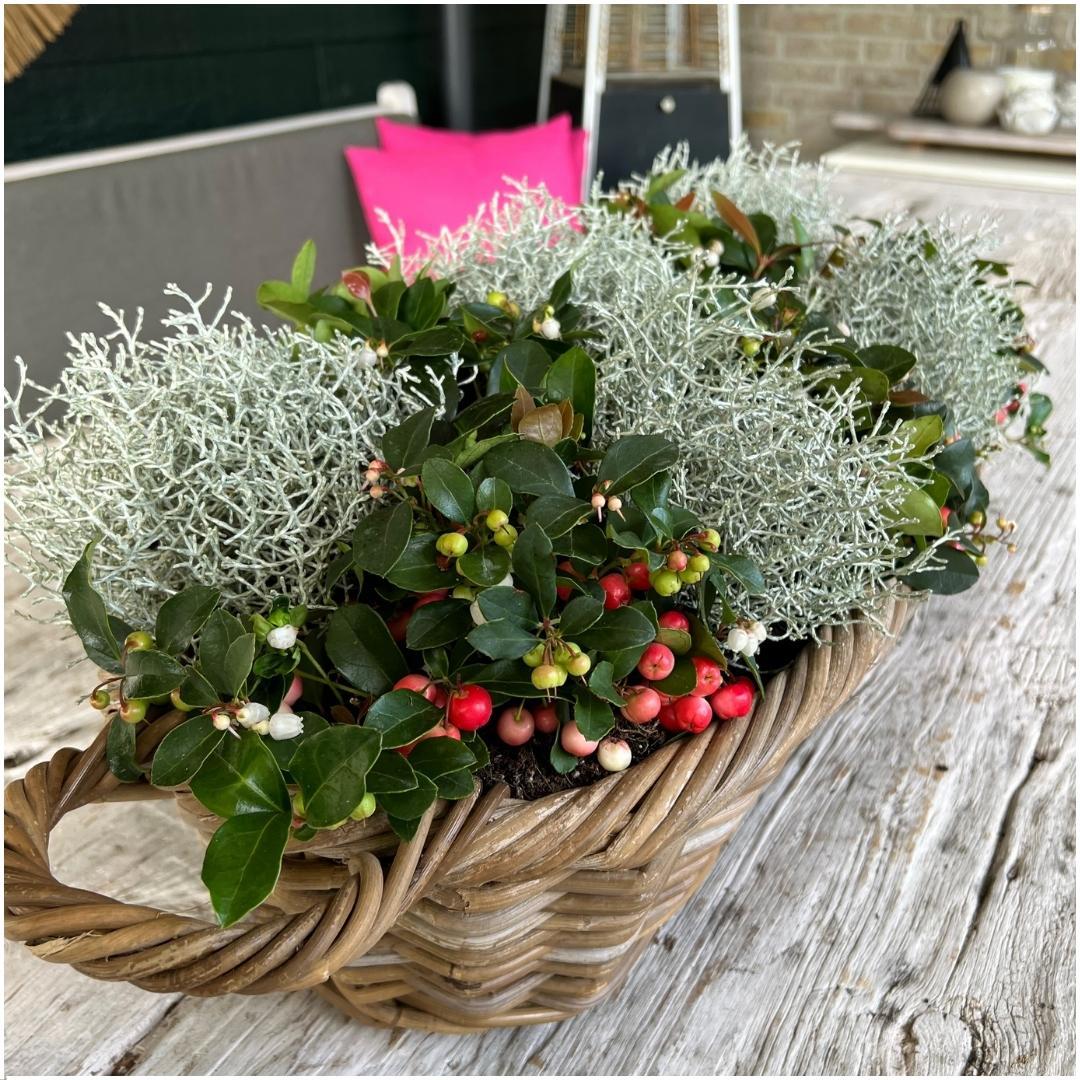 Calocephalus brownii - Silberkörbchen, Gitterkraut