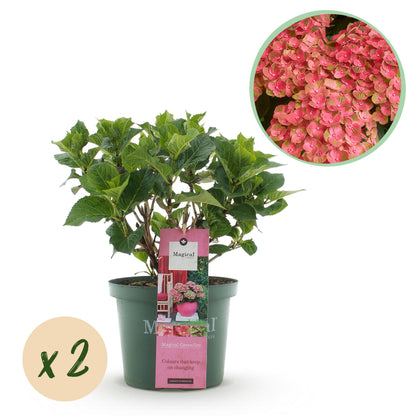 Hydrangea macrophylla - Bauernhortensie, Gartenhortensie