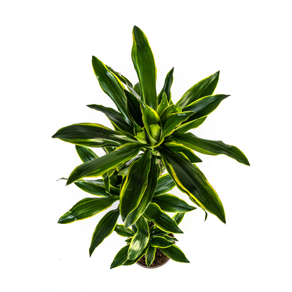 Dracaena fragrans - Duftender Drachenbaum