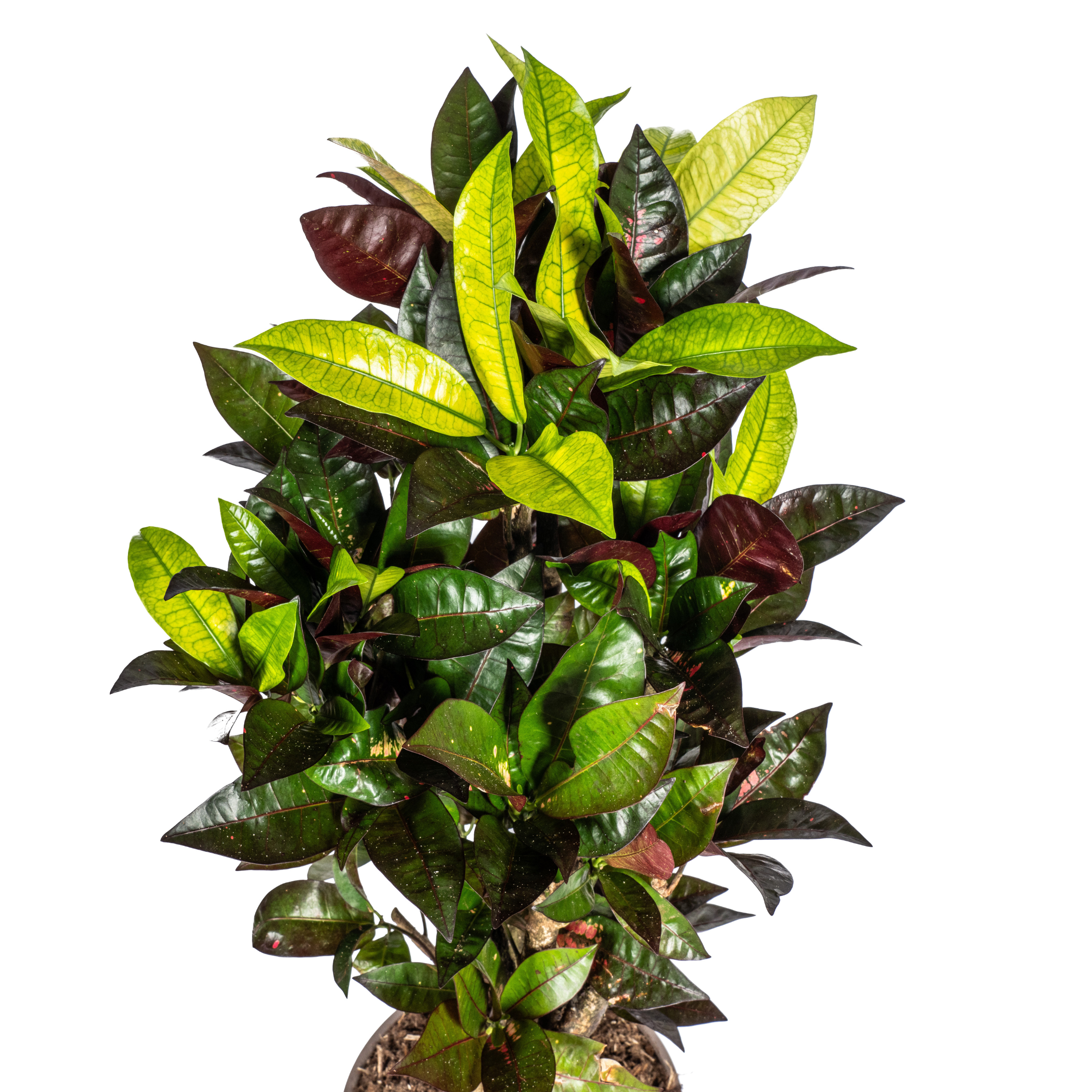 Croton Codiaeum variegatum - Wunderstrauch, Kroton