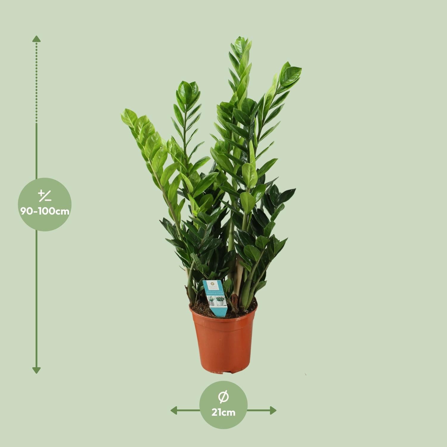 Zamioculcas zamiifolia - Glücksfeder, Smaragdpalme