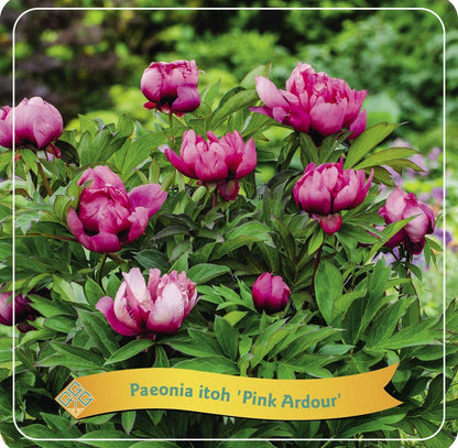 Paeonia Lactiflora - Edel-Pfingstrose, Chinesische Pfingstrose